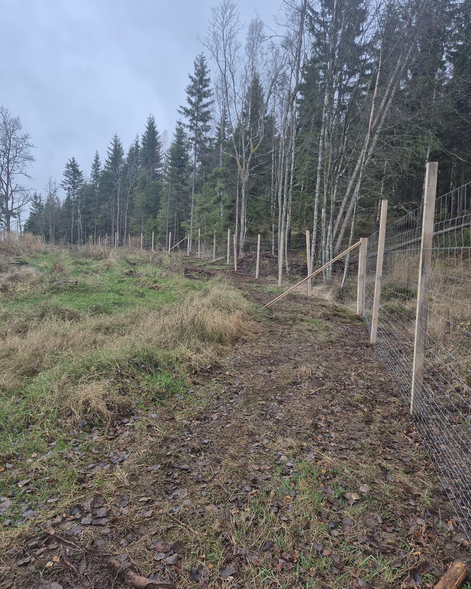 Vilthägn med ekstolpar längs skogskanten på fuktig höstmark